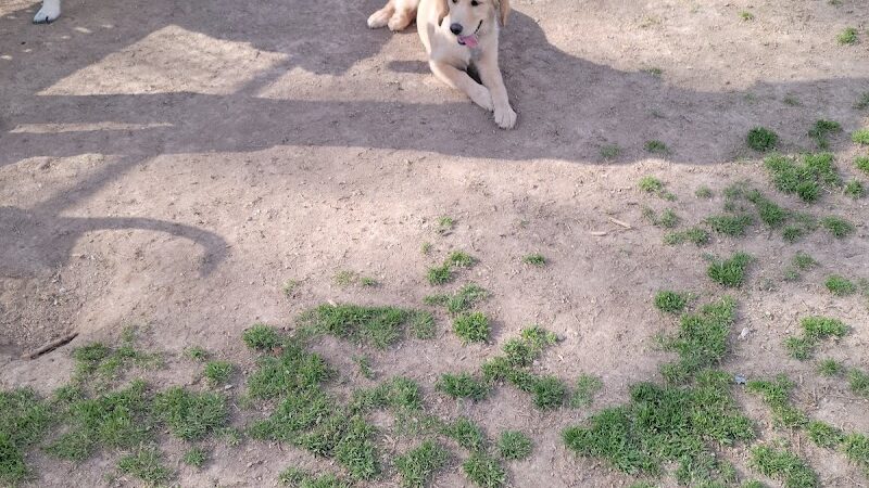 Heritage Park Dog Park Off-Leash - Chattanooga, TN