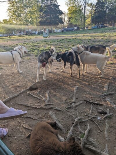 Heritage Park Dog Park Off-Leash - Chattanooga, TN