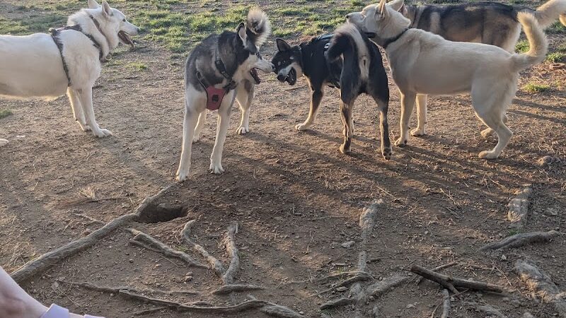 Heritage Park Dog Park Off-Leash - Chattanooga, TN
