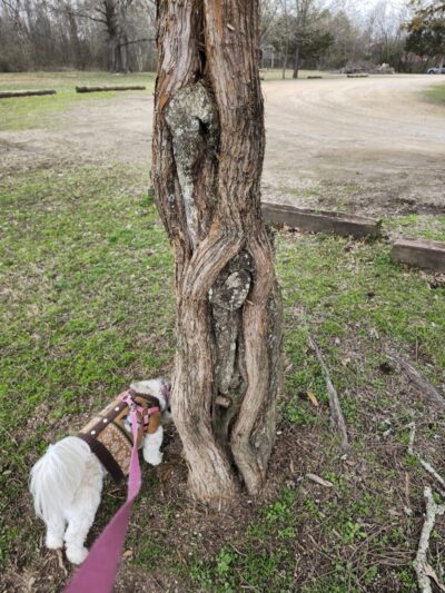 Heritage Park Dog Park Off-Leash - Chattanooga, TN