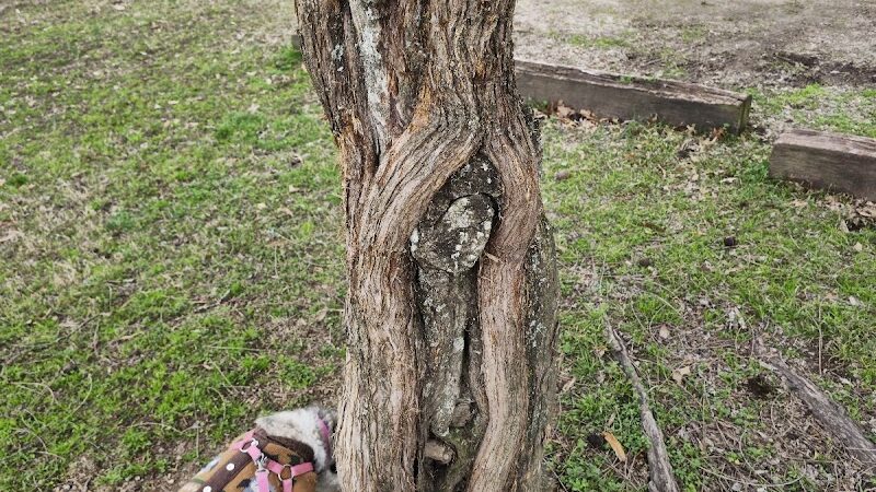 Heritage Park Dog Park Off-Leash - Chattanooga, TN