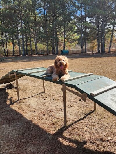 Heritage Park Dog Park Off-Leash - Chattanooga, TN