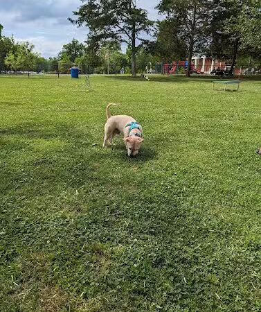 Heritage Park Dog Park Off-Leash - Chattanooga, TN