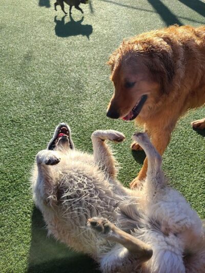 Play Wash Pint - Chattanooga, TN