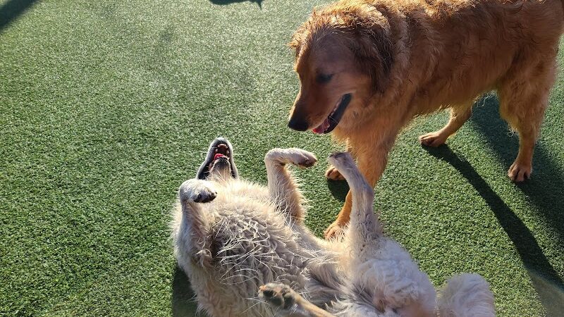 Play Wash Pint - Chattanooga, TN