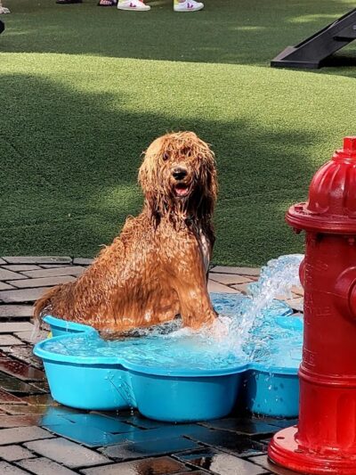 Play Wash Pint - Chattanooga, TN