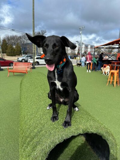 Play Wash Pint - Chattanooga, TN