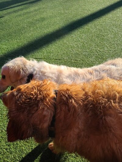 Play Wash Pint - Chattanooga, TN