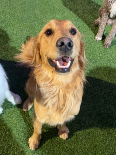 Play Wash Stay - Chattanooga, TN