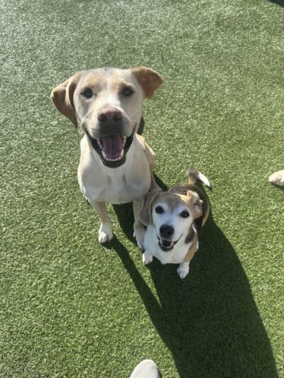 Play Wash Stay - Chattanooga, TN