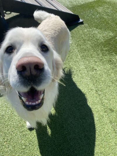 Play Wash Stay - Chattanooga, TN