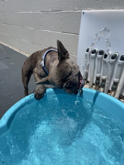 Play Wash Stay - Chattanooga, TN