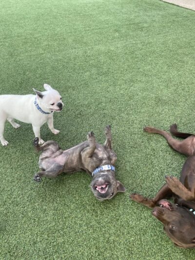 Play Wash Stay - Chattanooga, TN