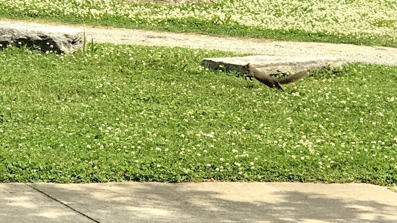 Tatum Park - Chattanooga, TN