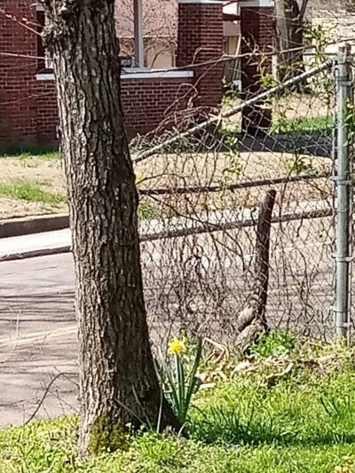 Tatum Park - Chattanooga, TN