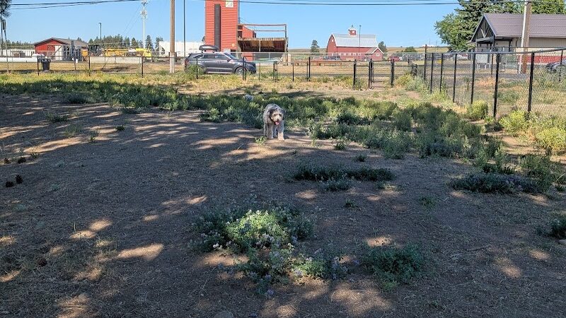 Cheney Dog Park - Cheney, WA