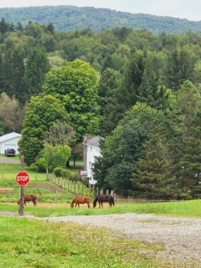 Cherry Creek Campground and Recreation - Cherry Creek, NY