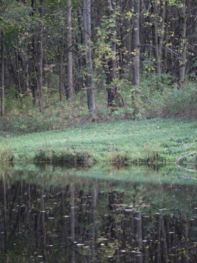 Cherry Creek Campground and Recreation - Cherry Creek, NY