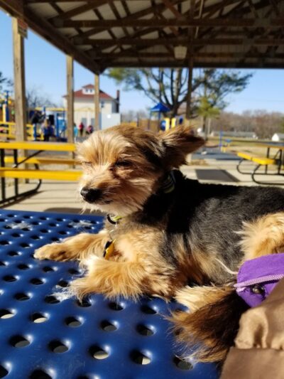 Leanna Harris Park - Chesilhurst, NJ