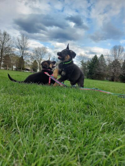 Dogwood Soccer Fields - Chesterton, IN