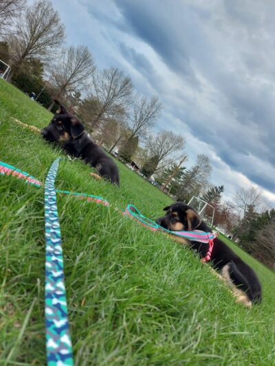 Dogwood Soccer Fields - Chesterton, IN