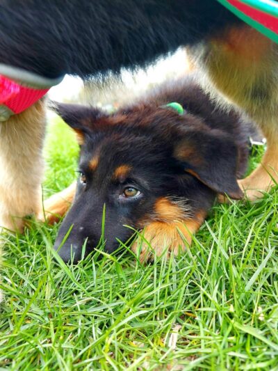 Dogwood Soccer Fields - Chesterton, IN