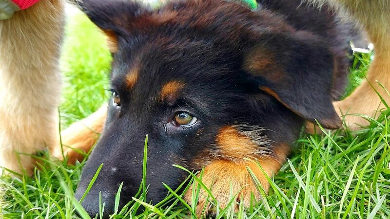 Dogwood Soccer Fields - Chesterton, IN
