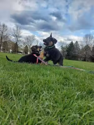 Dogwood Soccer Fields - Chesterton, IN