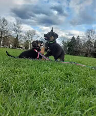 Dogwood Soccer Fields - Chesterton, IN