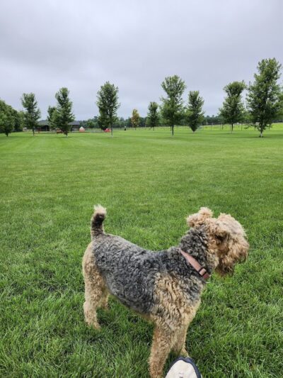 City of Chetek Dog Park - Chetek, WI