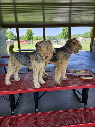 City of Chetek Dog Park - Chetek, WI