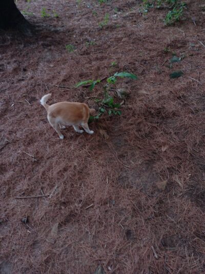 City of Chetek Dog Park - Chetek, WI