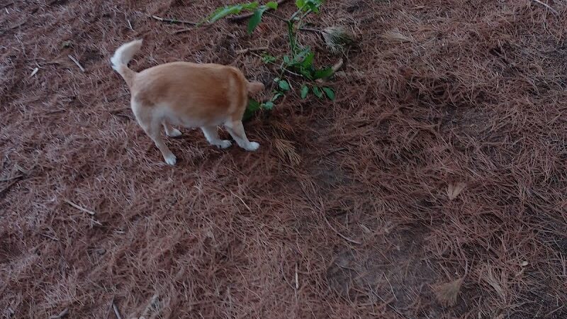 City of Chetek Dog Park - Chetek, WI