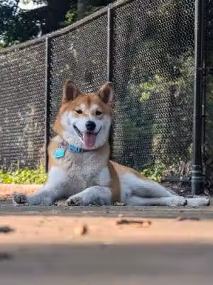 Calumet Bark - Chicago, IL