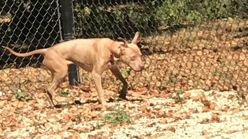 Calumet Bark - Chicago, IL