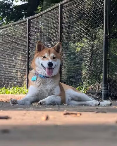 Calumet Bark - Chicago, IL