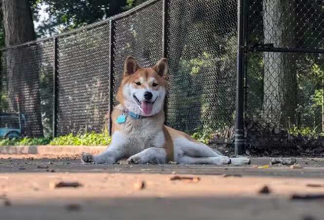 Calumet Bark - Chicago, IL