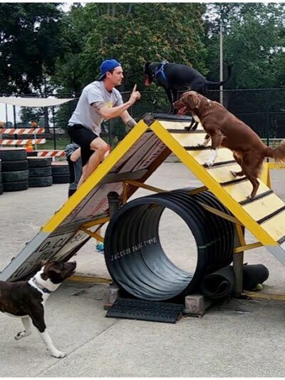 Jackson Bark - Chicago, IL