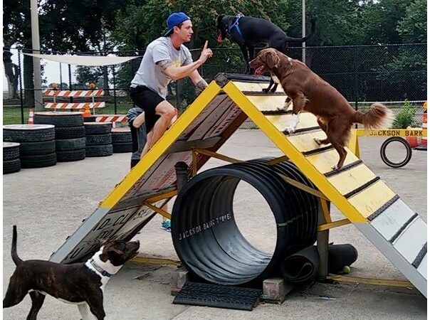 Jackson Bark - Chicago, IL