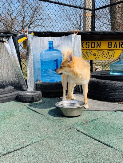 Jackson Bark - Chicago, IL