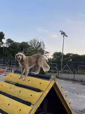 Jackson Bark - Chicago, IL