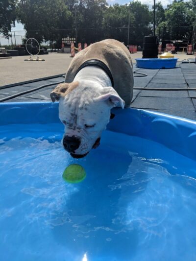 Jackson Bark - Chicago, IL