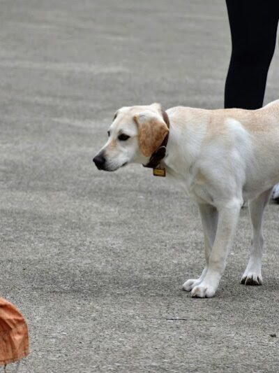 Jackson Bark - Chicago, IL