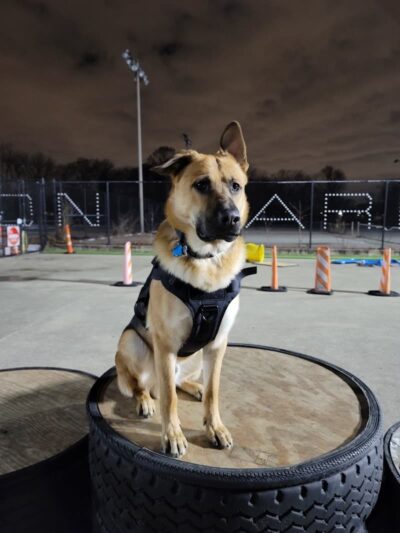 Jackson Bark - Chicago, IL