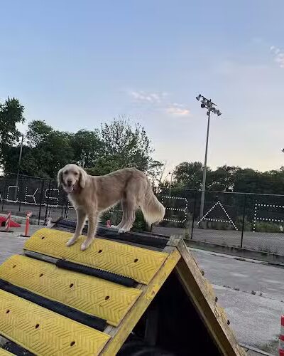 Jackson Bark - Chicago, IL