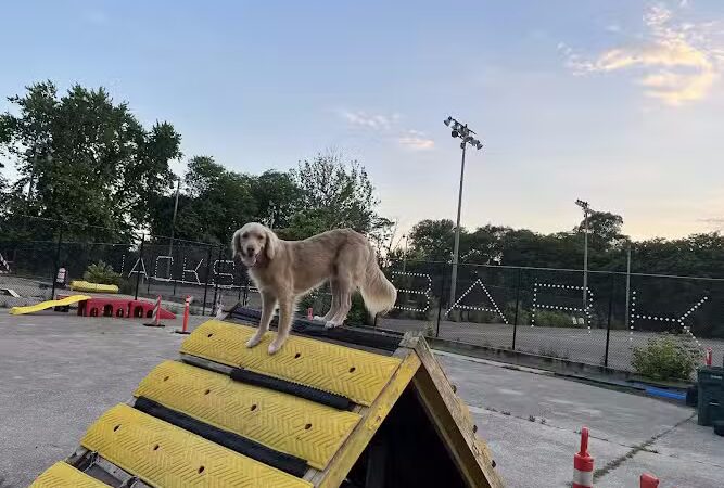 Jackson Bark - Chicago, IL
