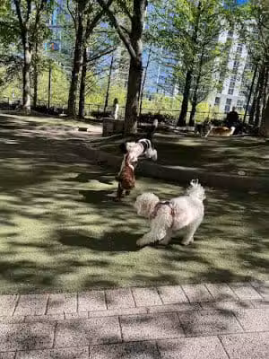 Lakeshore East Dog Park - Chicago, IL