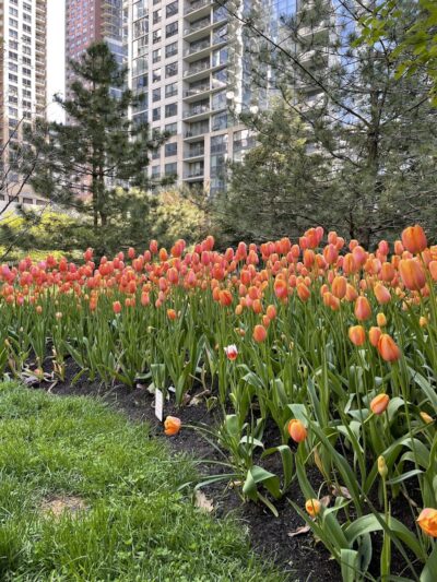 Lakeshore East Dog Park - Chicago, IL