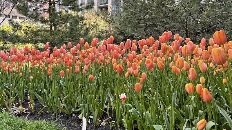Lakeshore East Dog Park - Chicago, IL