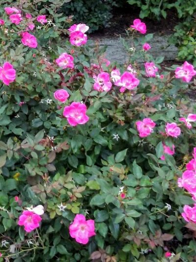 Lakeshore East Dog Park - Chicago, IL